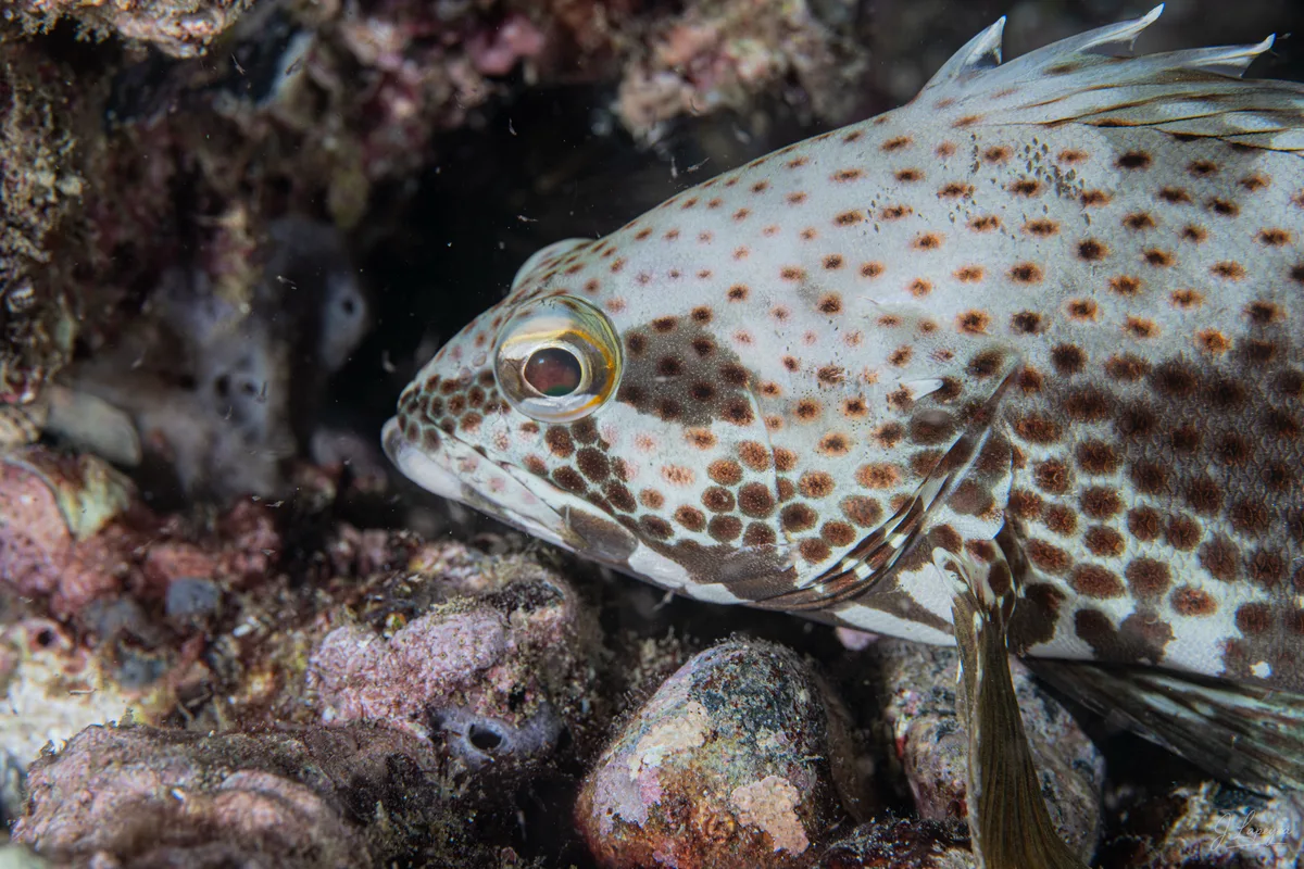 Epinephelus stoliczkae