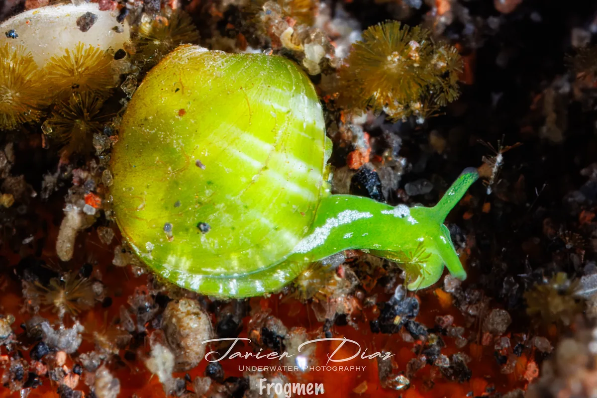 Julia exquisita. Tulamben. Bali.