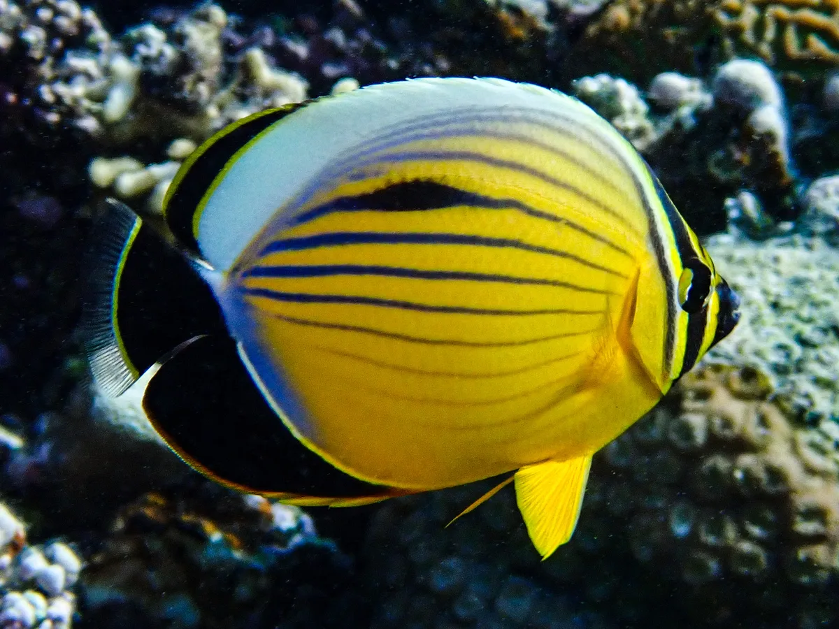 Exquisite Butterflyfish