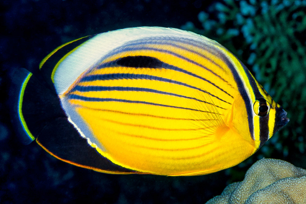 Blacktail butterflyfish - Chaetodon austriacus