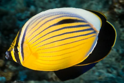 Blacktail butterflyfish - Chaetodon austriacus