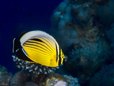 Redfin Butterflyfish - Chaetodon austriacus