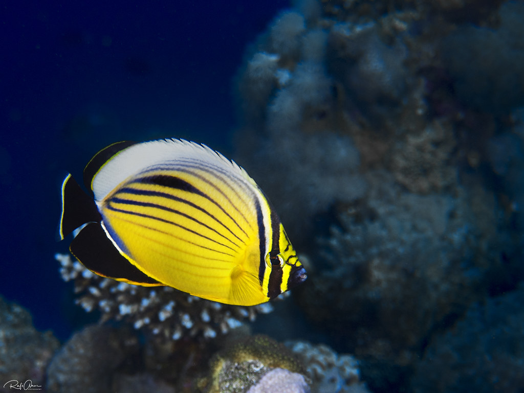 Redfin Butterflyfish - Chaetodon austriacus