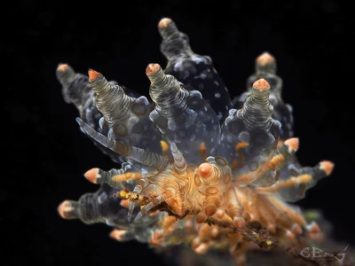 Eubranchus ocellatus