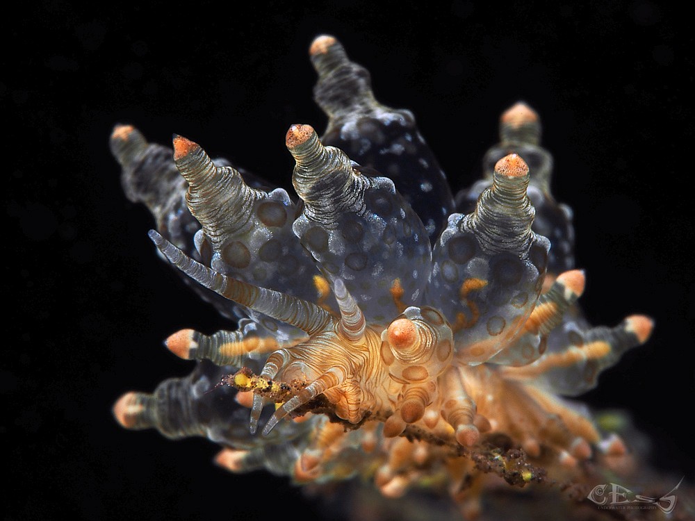 Eubranchus ocellatus
