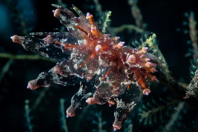 Eubranchus Ocellatus