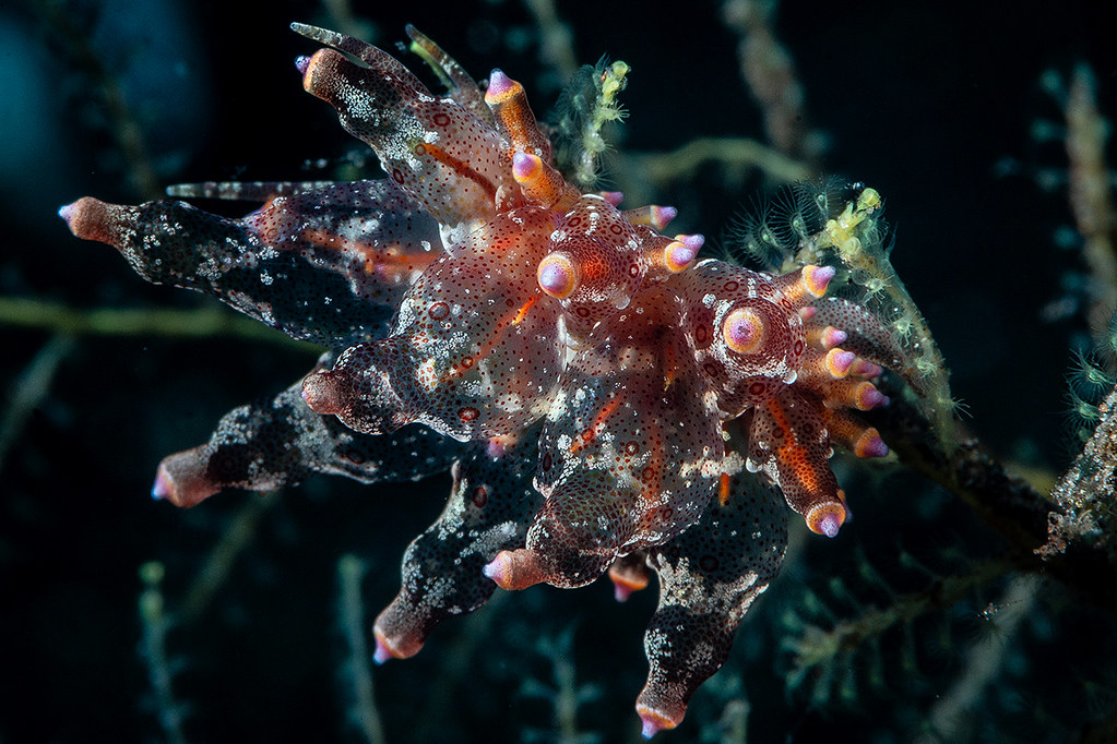 Eubranchus Ocellatus