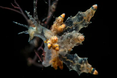 Eubranchus ocellatus closeup