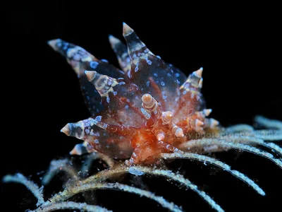 Eubranchus ocellatus