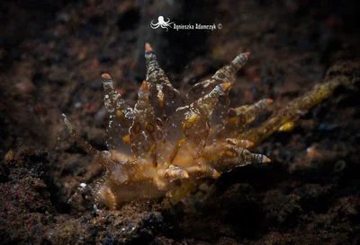 Eubranchus ocellatus / Bali / Indonesia
