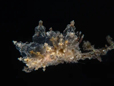 Eubranchus ocellatus
