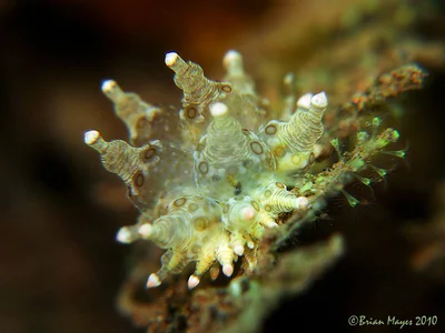 Nudibranch (Eubranchus ocellatus)
