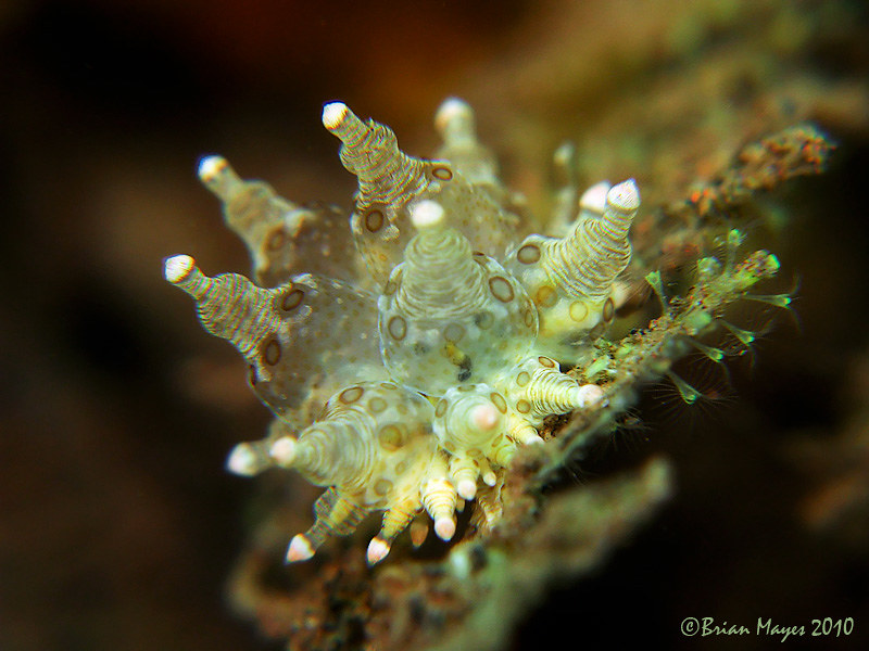 Nudibranch (Eubranchus ocellatus)