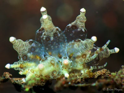 Nudibranch (Eubranchus ocellatus)