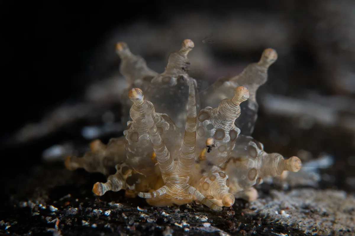 Eubranchus ocellatus