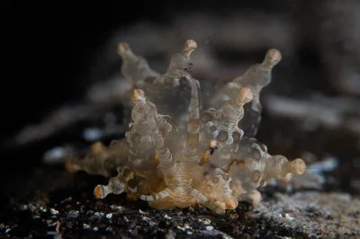 Eubranchus ocellatus