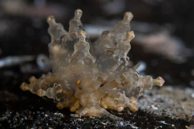Eubranchus ocellatus