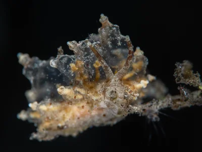 Eubranchus ocellatus