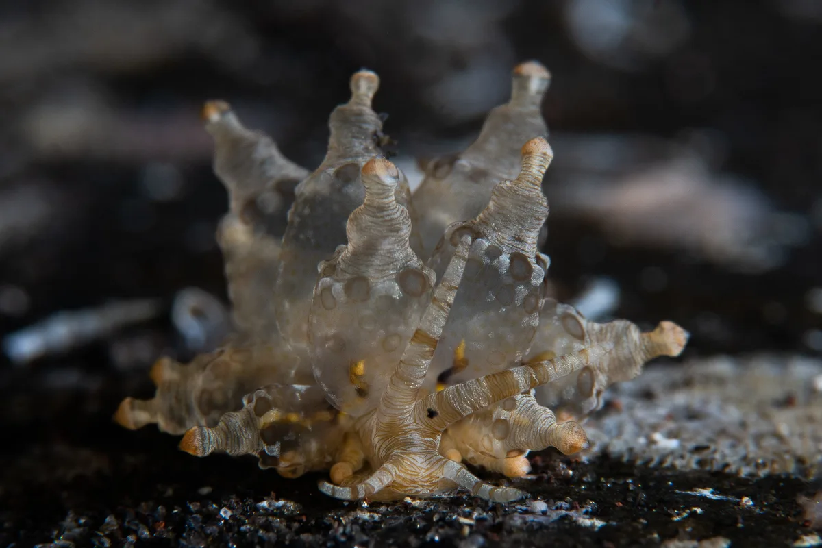 Eubranchus ocellatus