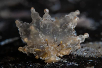 Eubranchus ocellatus