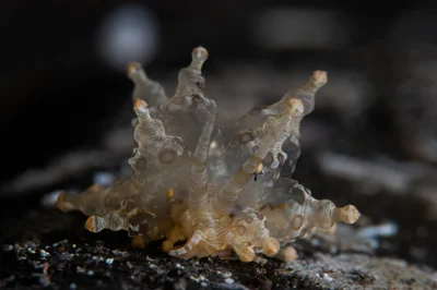 Eubranchus ocellatus