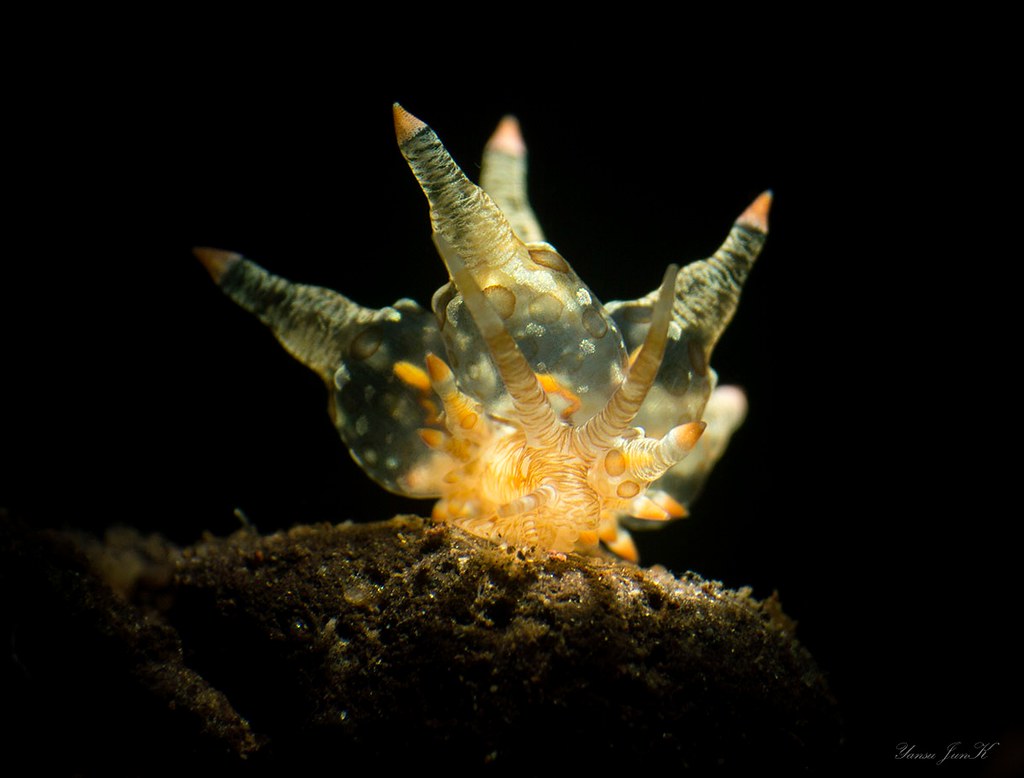 Eubranchus ocellatus .tulamben,bali-indonesia