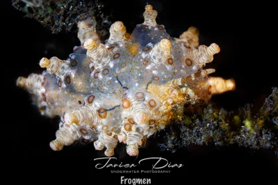 Eubranchus ocellatus. Tulamben. Bali.