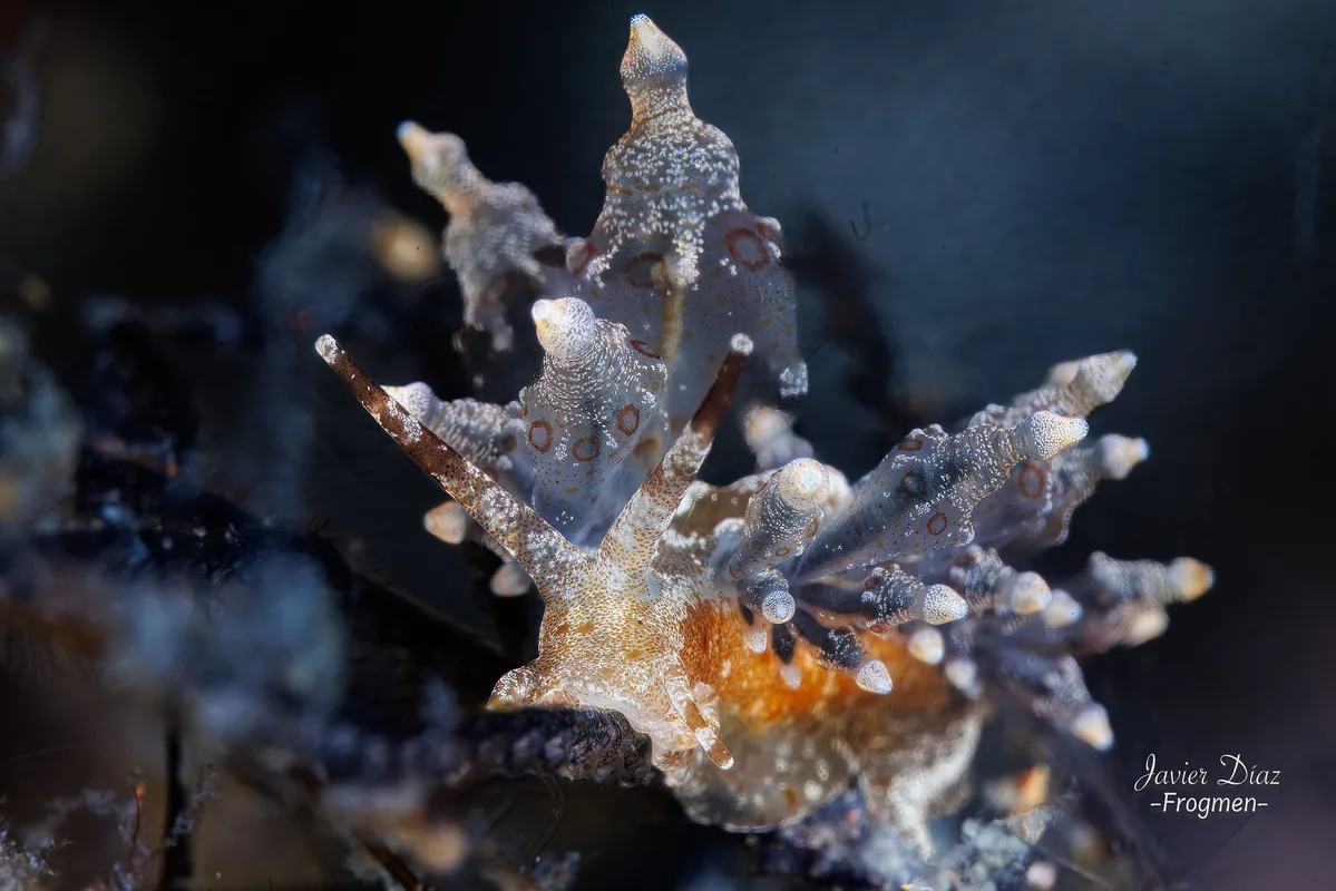 Eubranchus ocellatus. Tulamben. Bali.