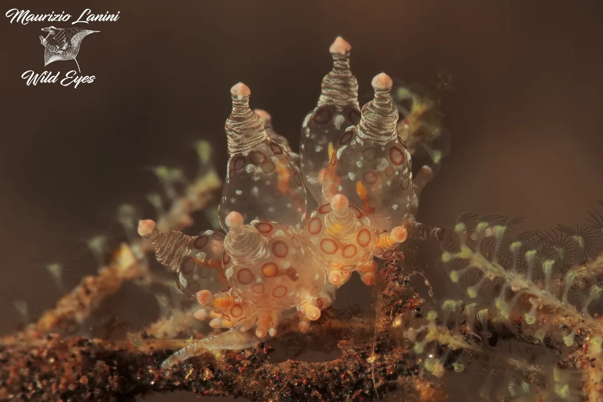 Nudibranco , Nudibranch