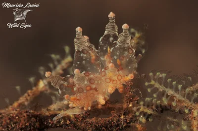 Nudibranco , Nudibranch