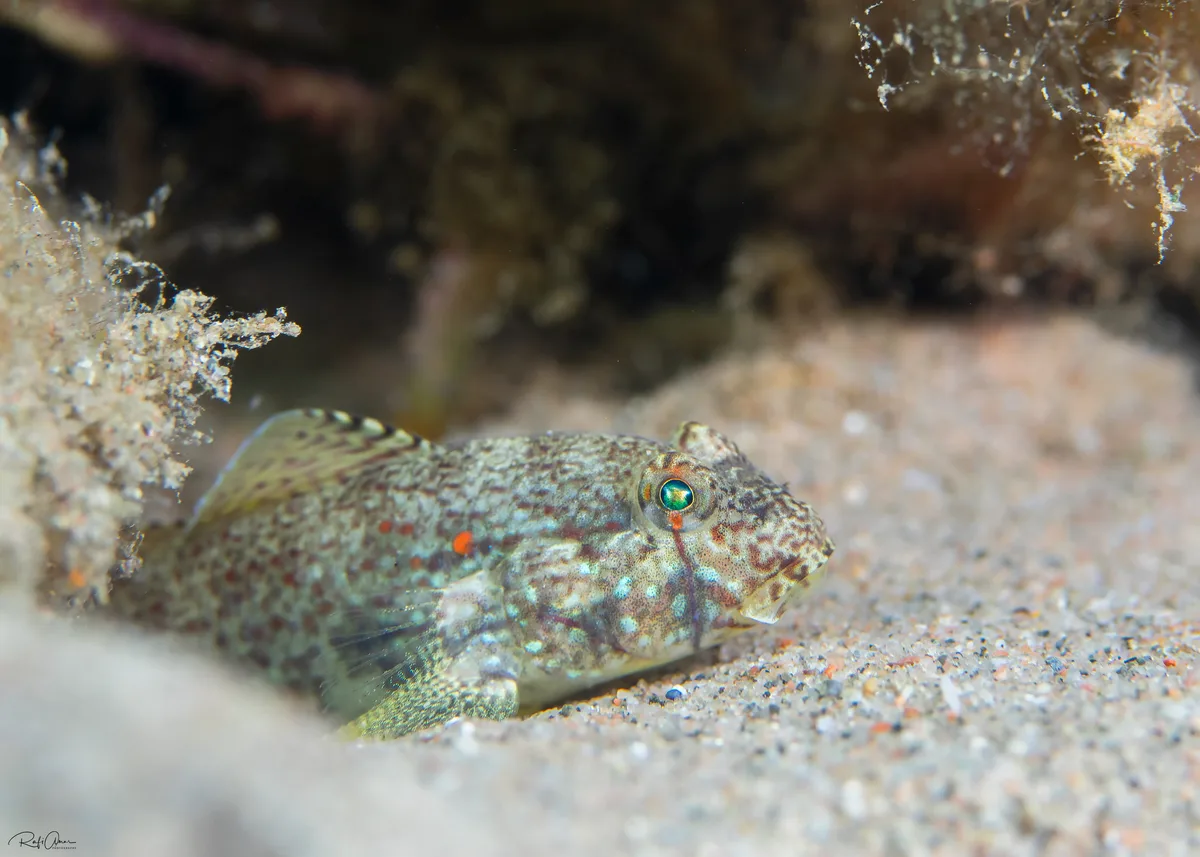 Eyebar Goby