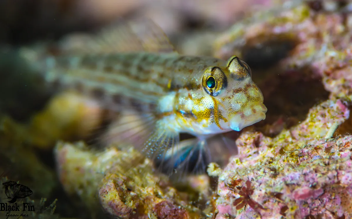 Eyebar Goby