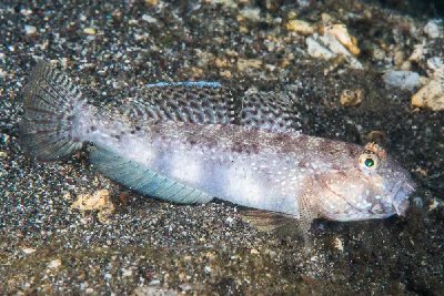 Eyebar Goby