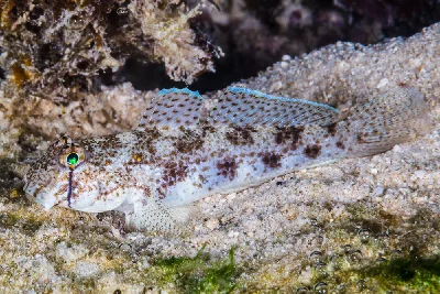 Eyebar Goby