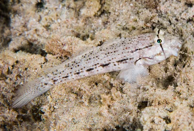 Eyebar Goby - Gnatholepis anjerensis