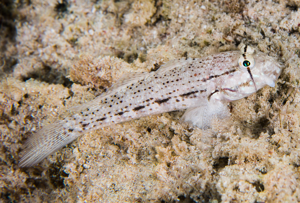 Eyebar Goby - Gnatholepis anjerensis