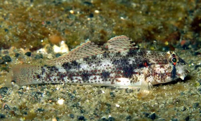 Gnatholepis anjerensis