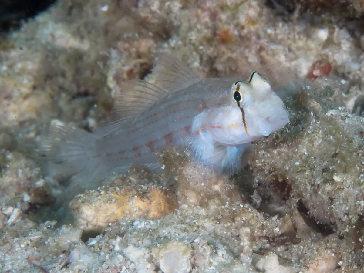 Eyebar goby (Gnatholepis anjerensis)