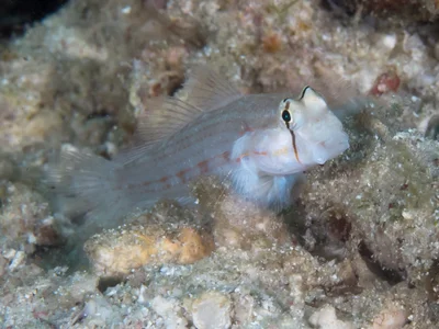 Eyebar goby (Gnatholepis anjerensis)