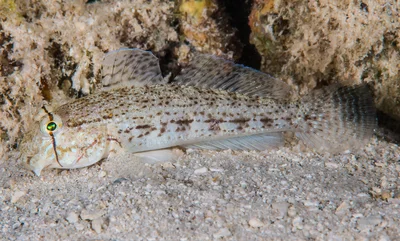 Eyebar Goby with light colors -  Gnatholepis anjerensis