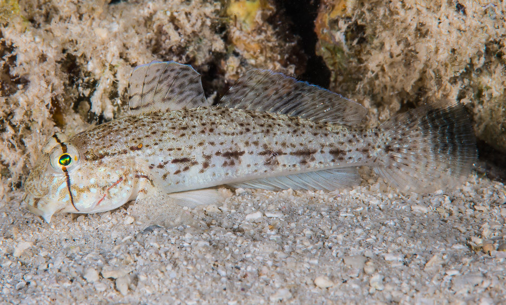 Eyebar Goby with light colors -  Gnatholepis anjerensis