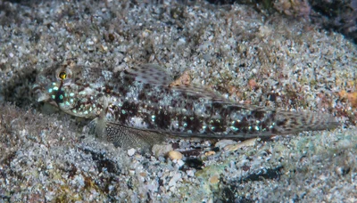 Eyebar Goby with dark colors - Gnatholepis anjerensis