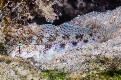 Eyebar Goby - Gnatholepis anjerensis