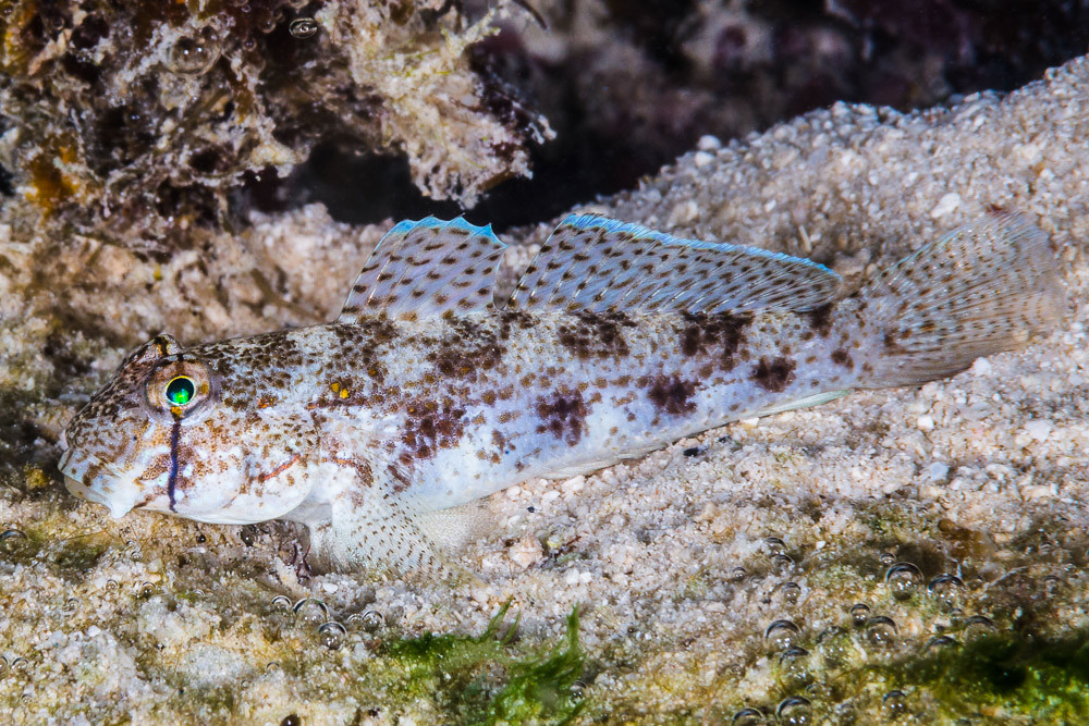 Eyebar Goby - Gnatholepis anjerensis