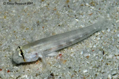 Gnatholepis anjerensis (Eyebar Goby) - Cabilao Island, Philippines