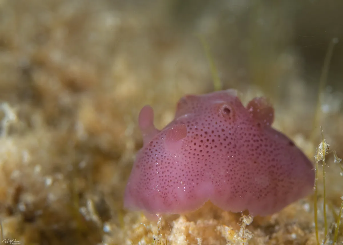 Actinocyclus verrucosus
