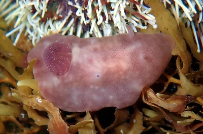 Actinocyclus verrucosus