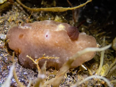 Actinocyclus verrucosus