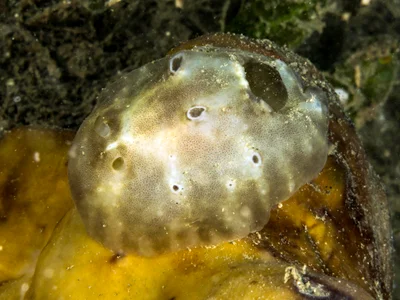 Actinocyclus verrucosus ja -1