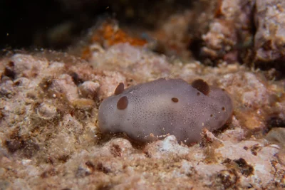 Actinocyclus verrucosus - Honolulu County, US-HI, US